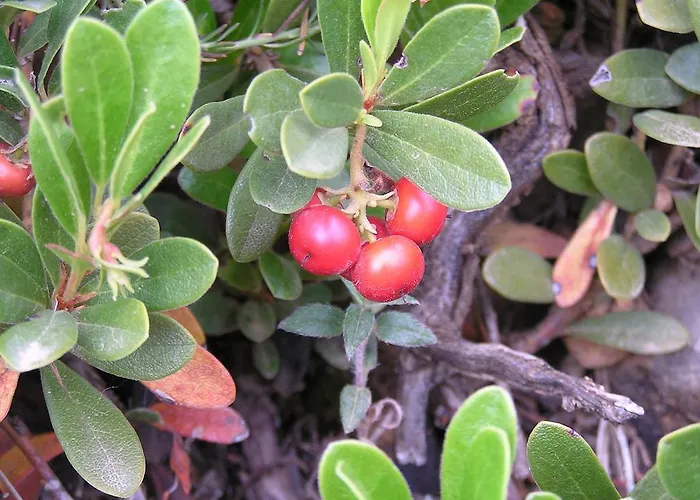 Lantställe Mas De Nofre
